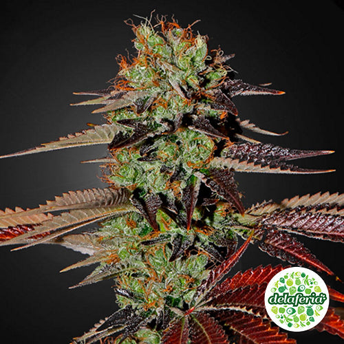 King's Kush Auto