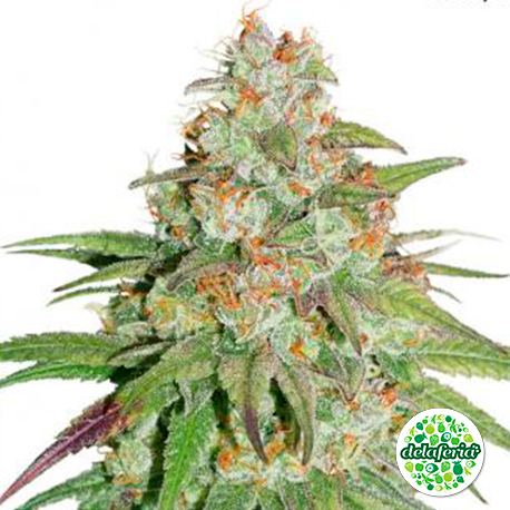 Glueberry O.G.