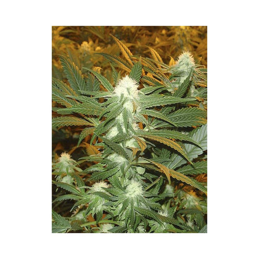 Jamaican Dream