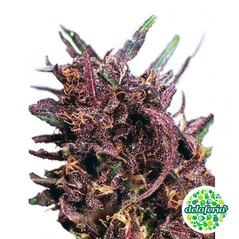 Purple #1