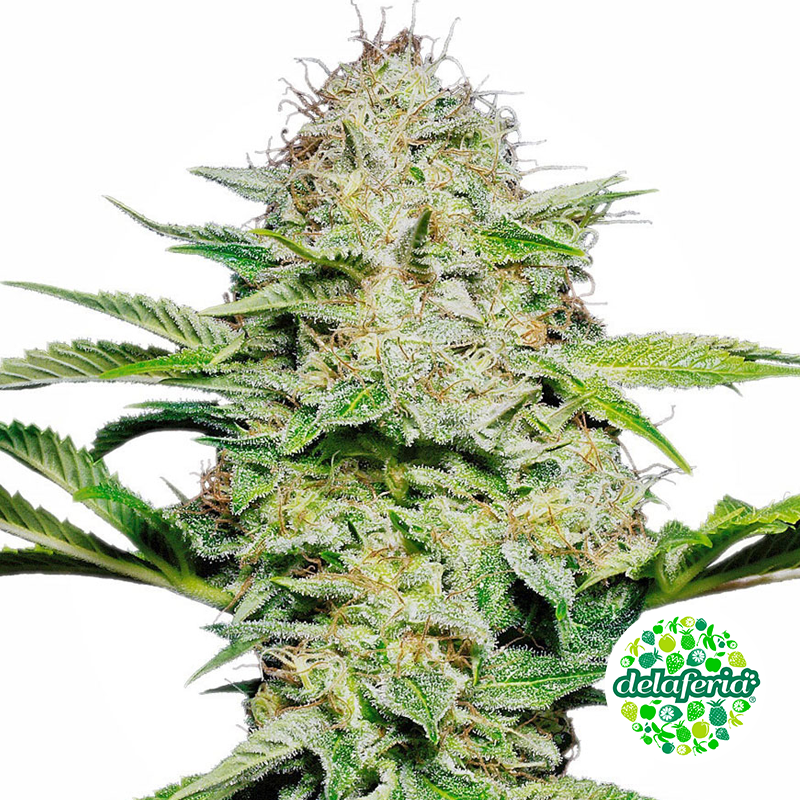 Sensi Skunk Auto