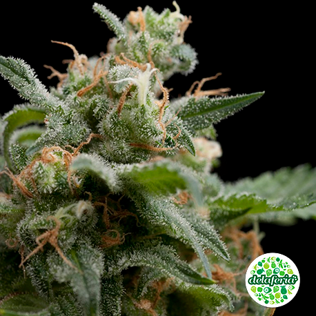 Auto Super Hash